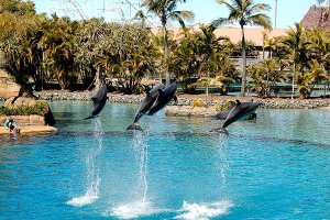 Sea World Gold Coast